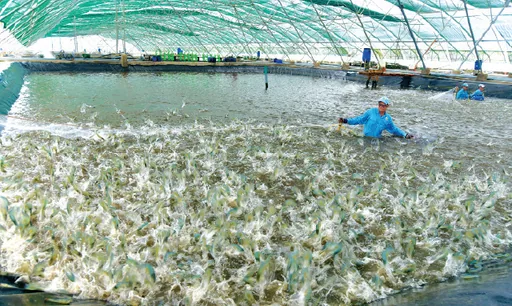 Shrimp-seed ponds of Viet Uc Seafood
